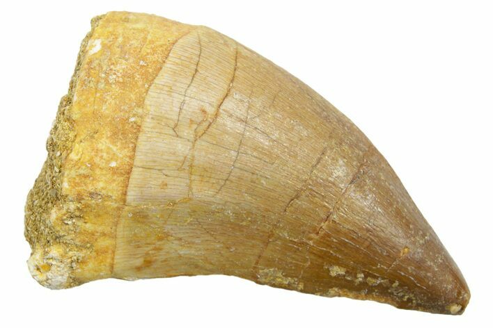 Fossil Mosasaur (Thalassotitan) Tooth - Morocco #364052